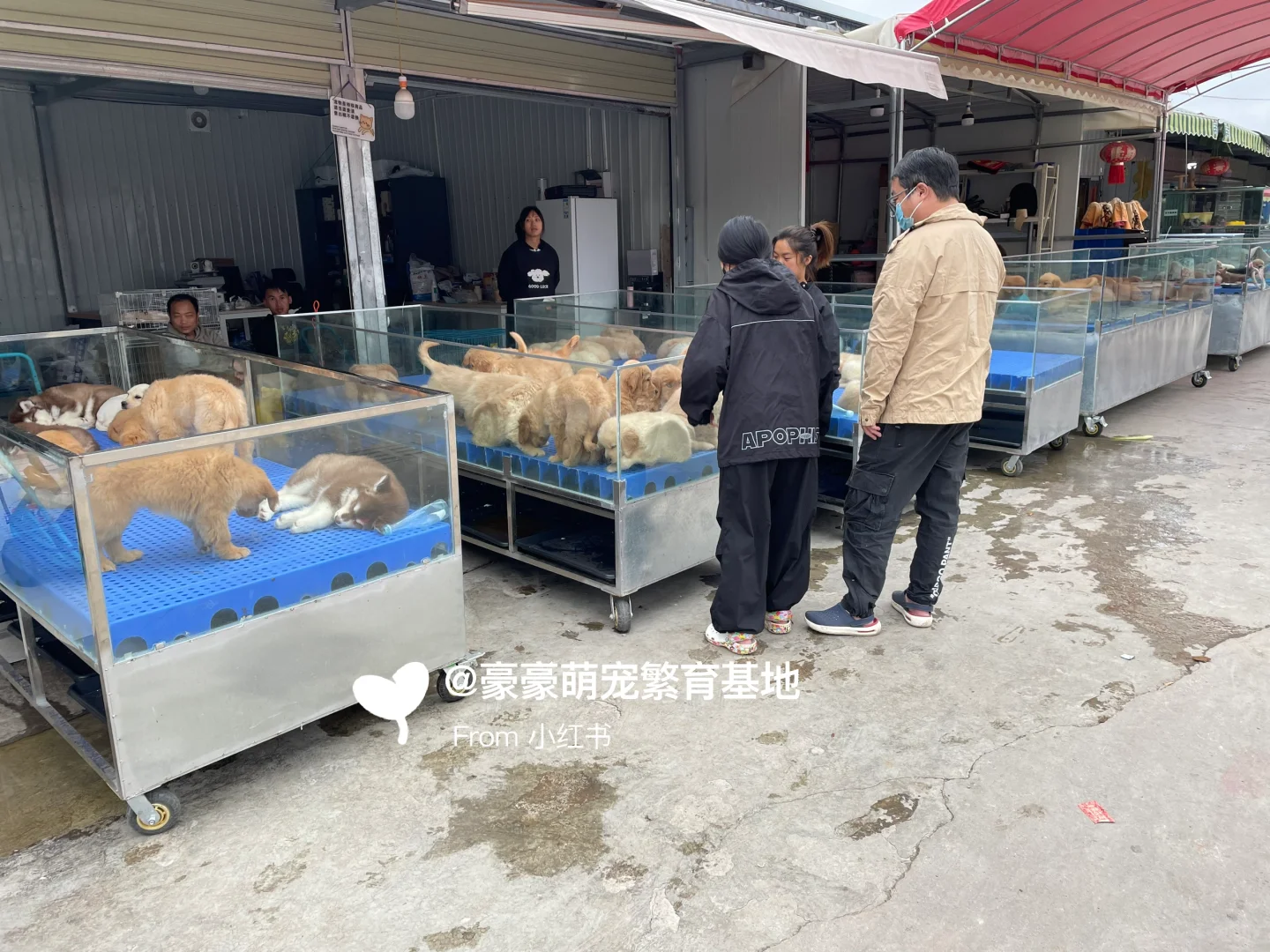 东莞大型宠物市场推荐，猫狗一只也是批发价