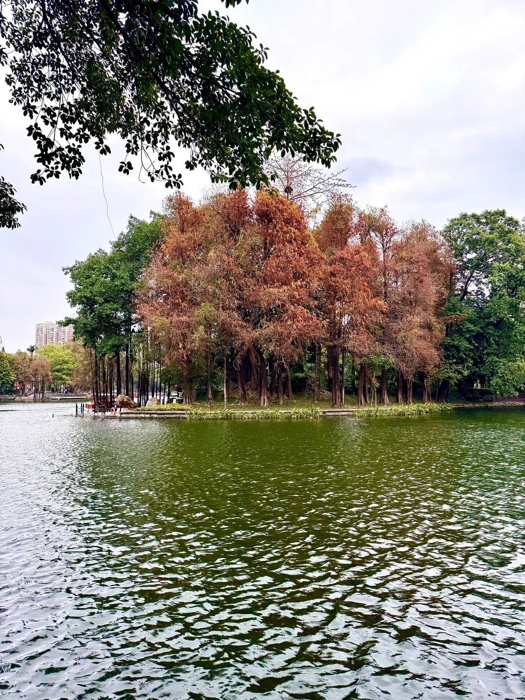 为了这18张Live图来趟广州……