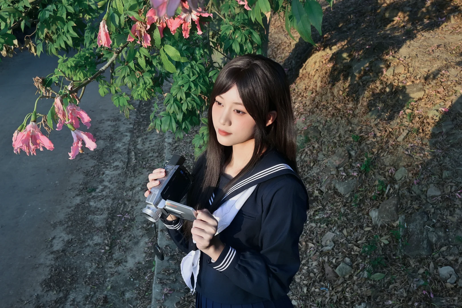 也是赶上异木棉末班车了