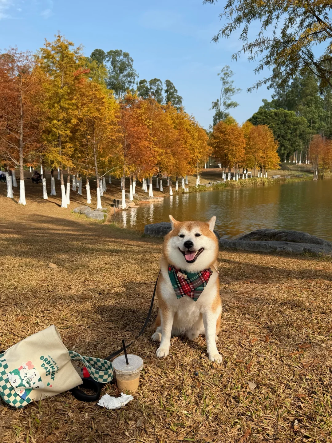 东莞落羽杉红了🍂