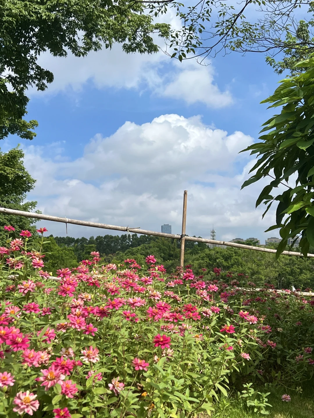 太治愈了！我在东莞找到了现实版绿野仙踪