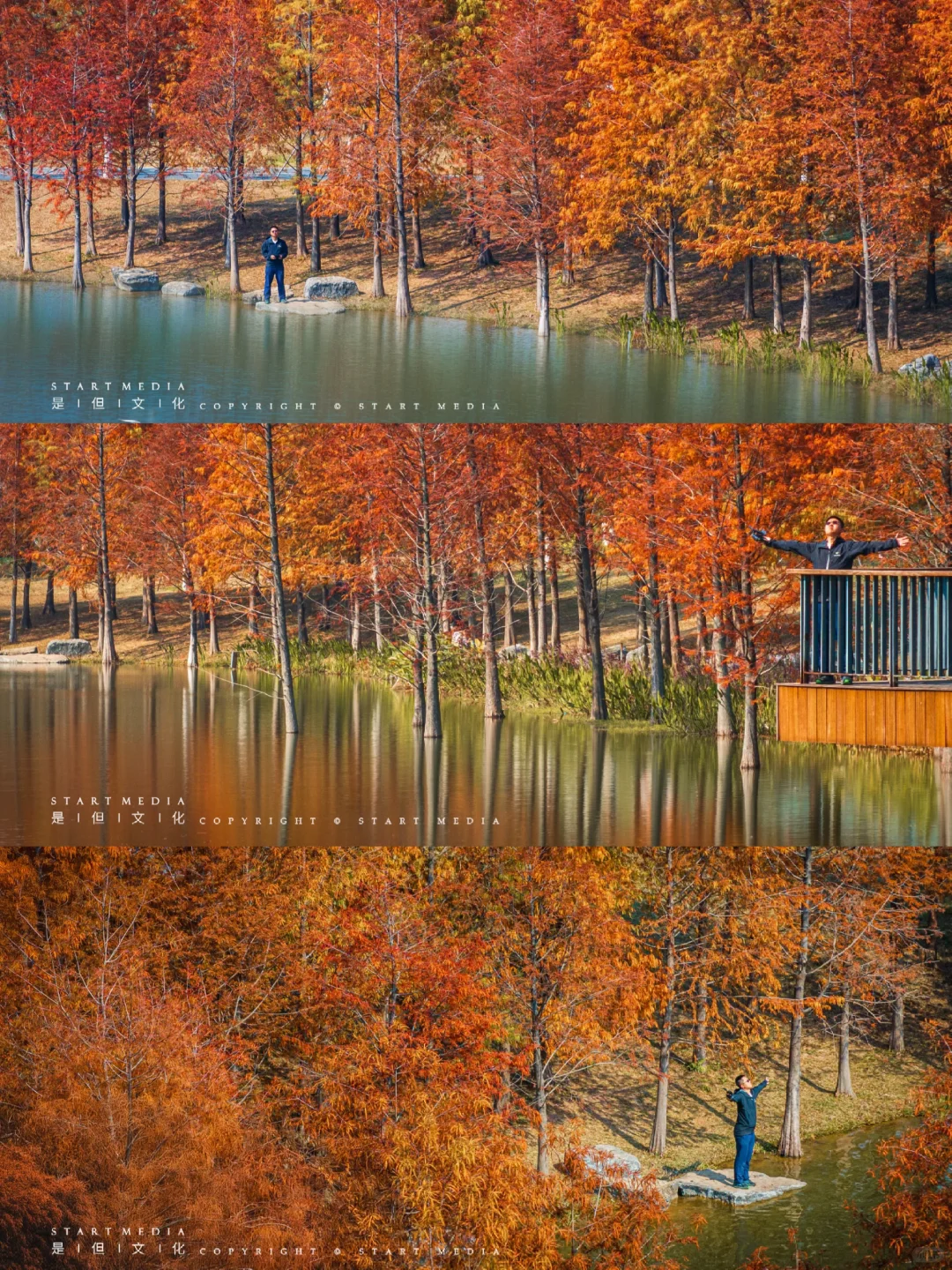 东莞香遇走廊公园的落羽杉