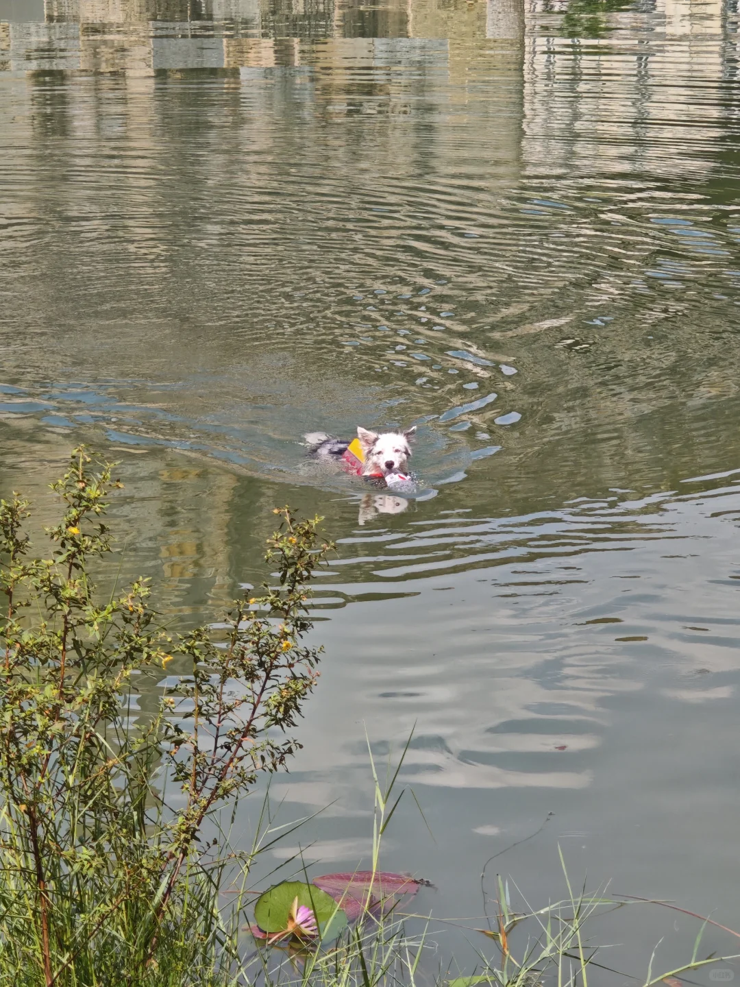 广州1h直达❗东莞松山湖游玩攻略（附路线）