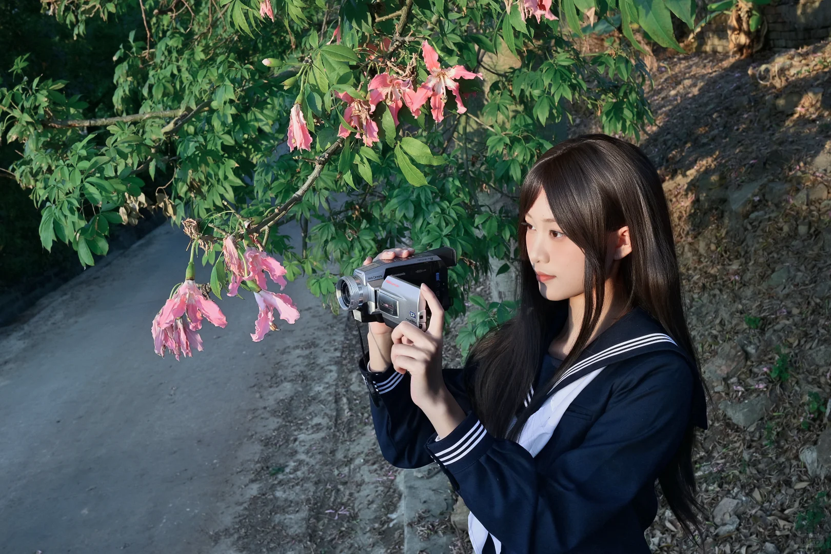 也是赶上异木棉末班车了