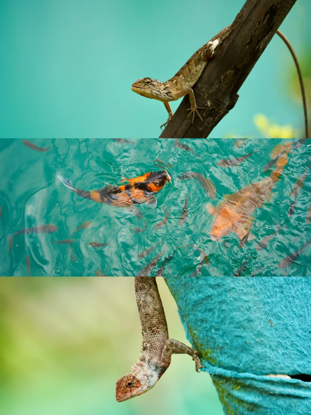 🔥东莞隐藏版“小九寨沟”！水濂山碧玉湖公园