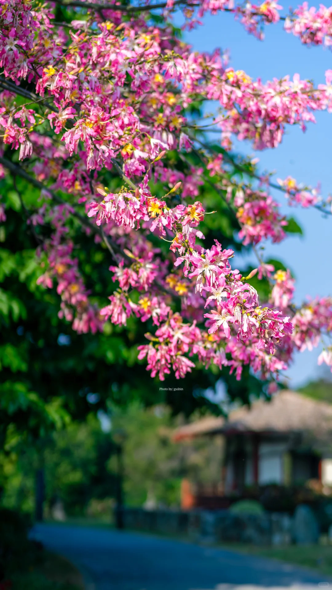 东莞植物园|再不来真的要等明年了