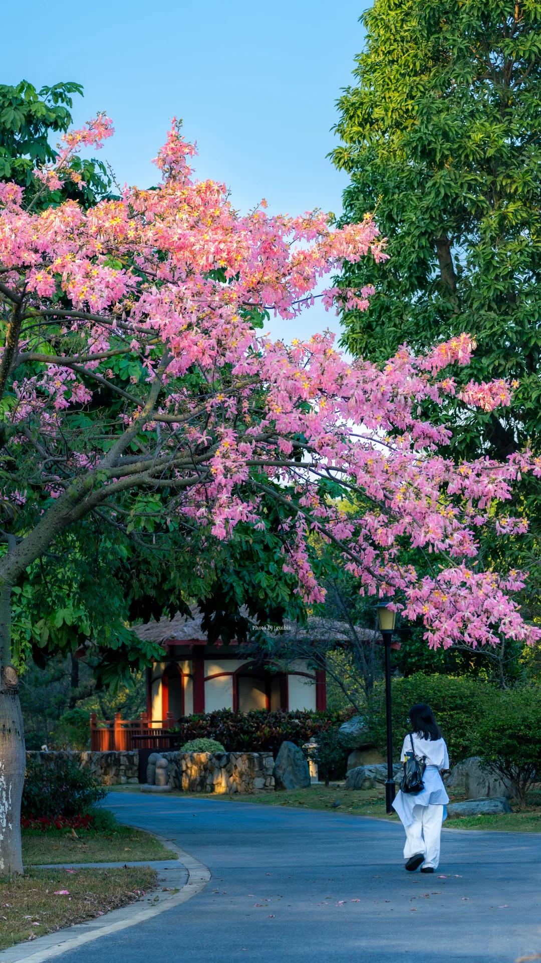 东莞植物园|再不来真的要等明年了