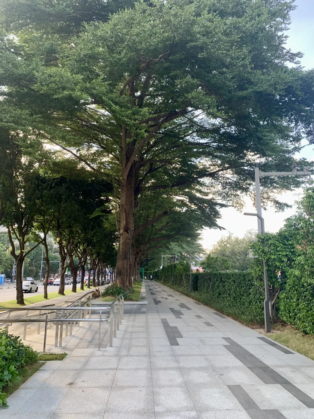 突然发现东莞的街道也很美