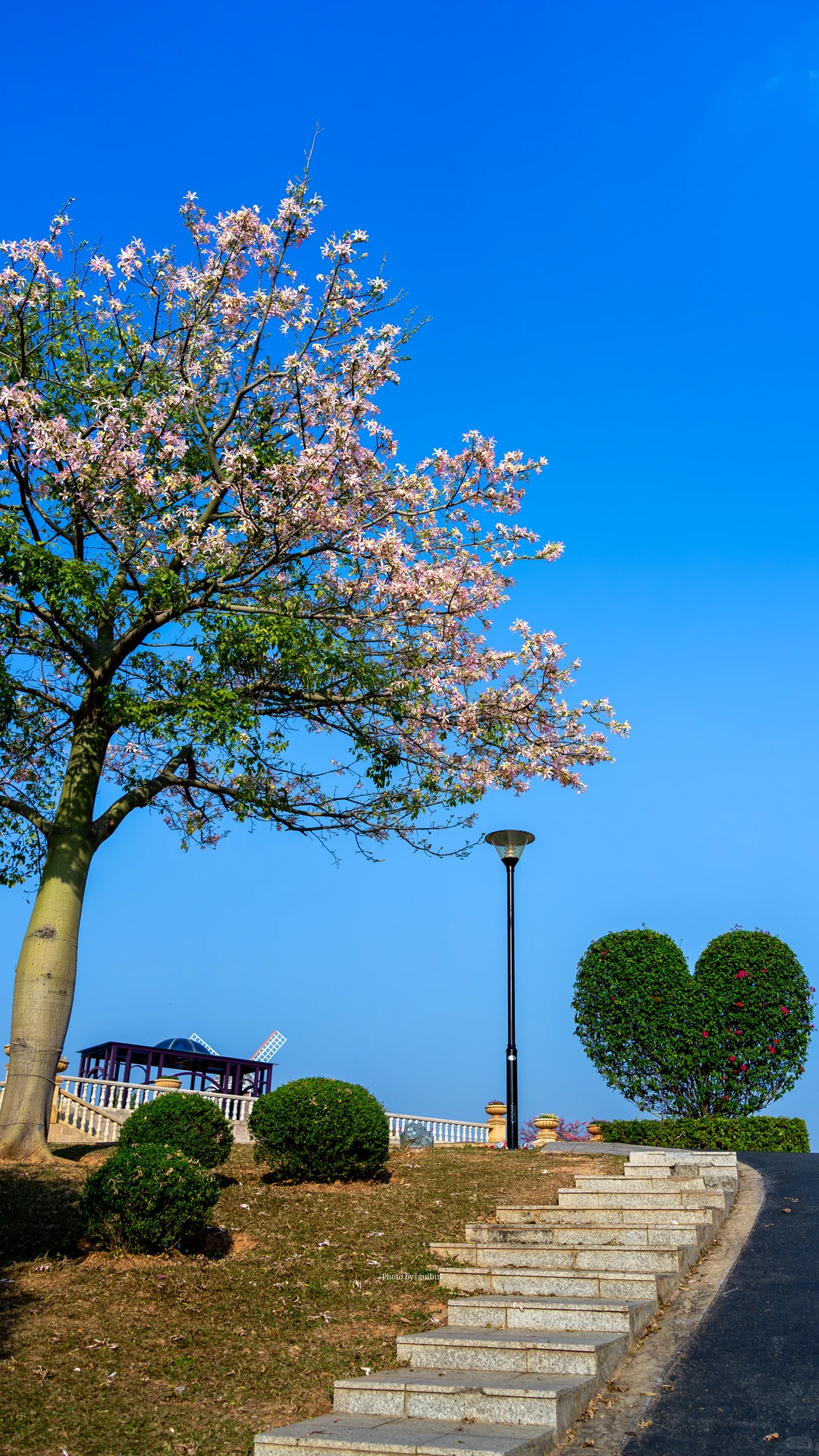 东莞植物园|再不来真的要等明年了