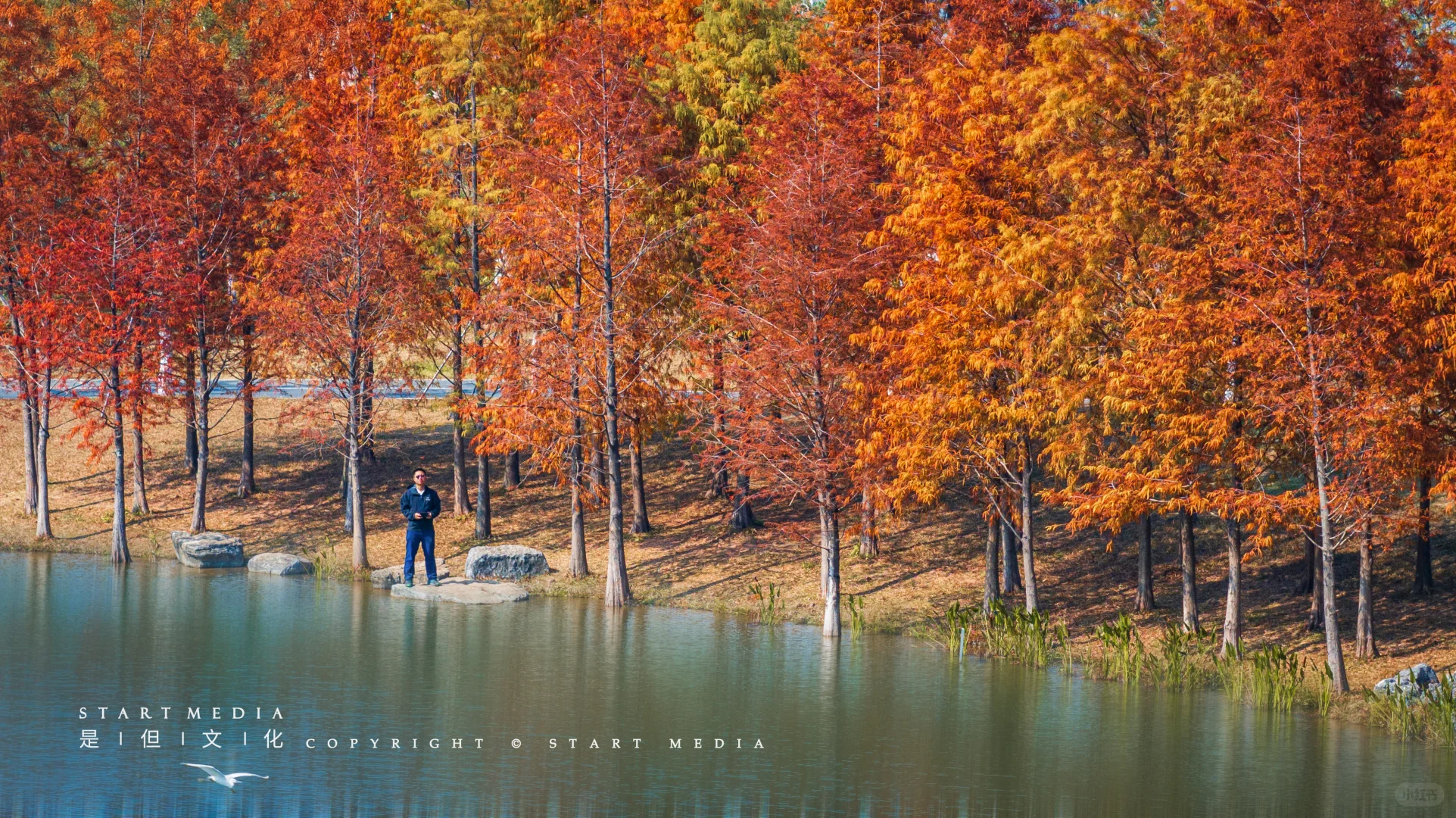 东莞香遇走廊公园的落羽杉