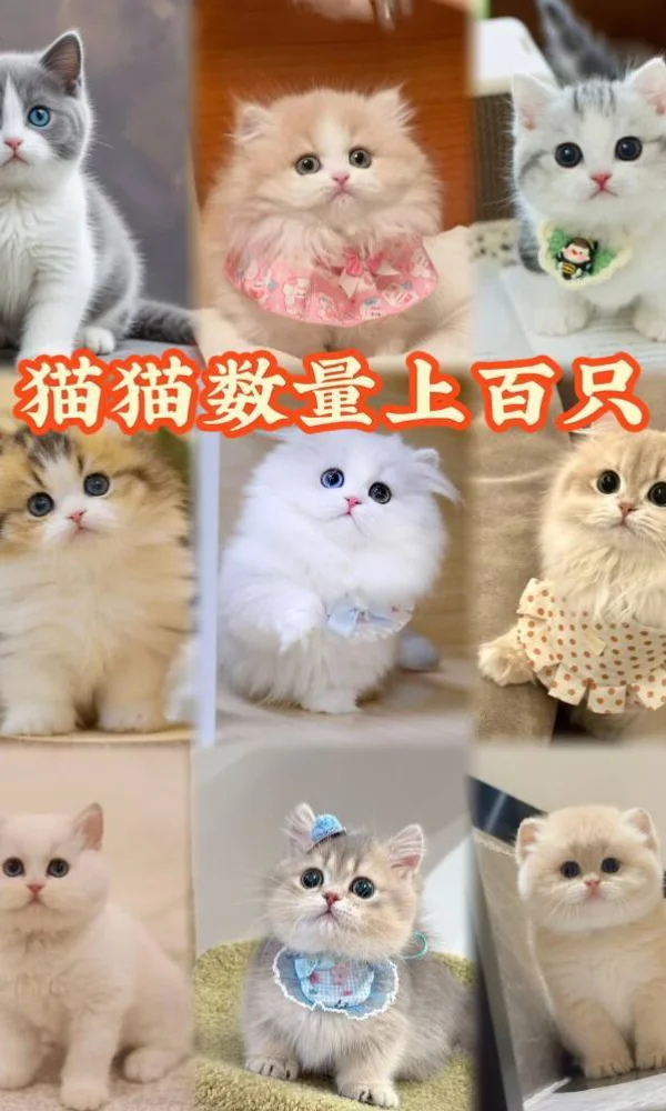 广州看猫看狗推荐地🔥天河大型猫狗基地来了