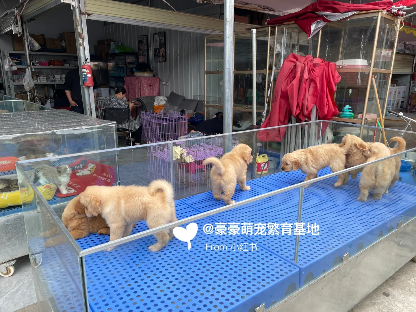 东莞大型宠物市场推荐，猫狗一只也是批发价