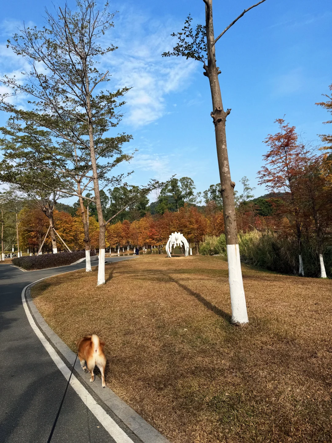 东莞落羽杉红了🍂