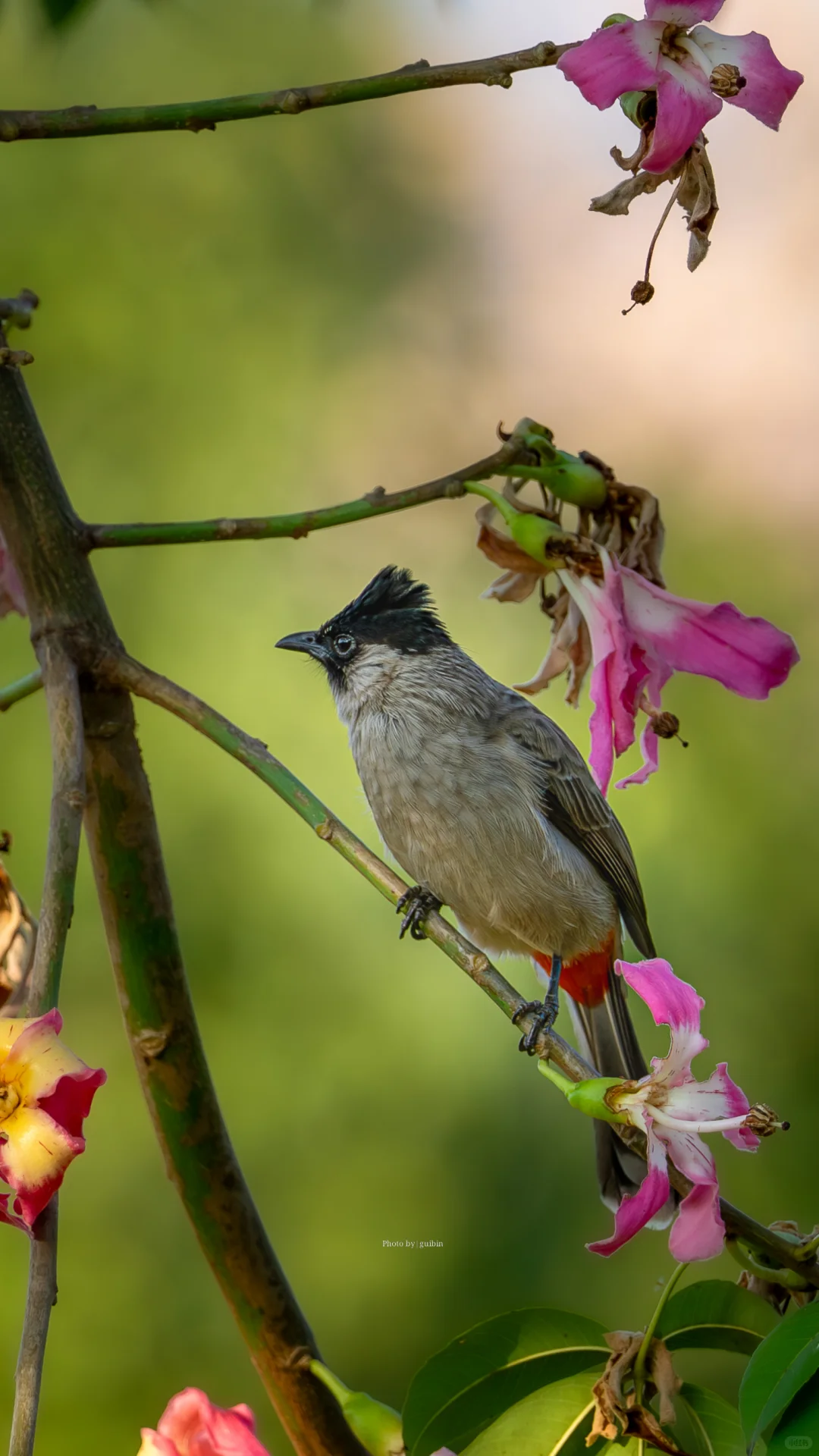 东莞植物园|再不来真的要等明年了