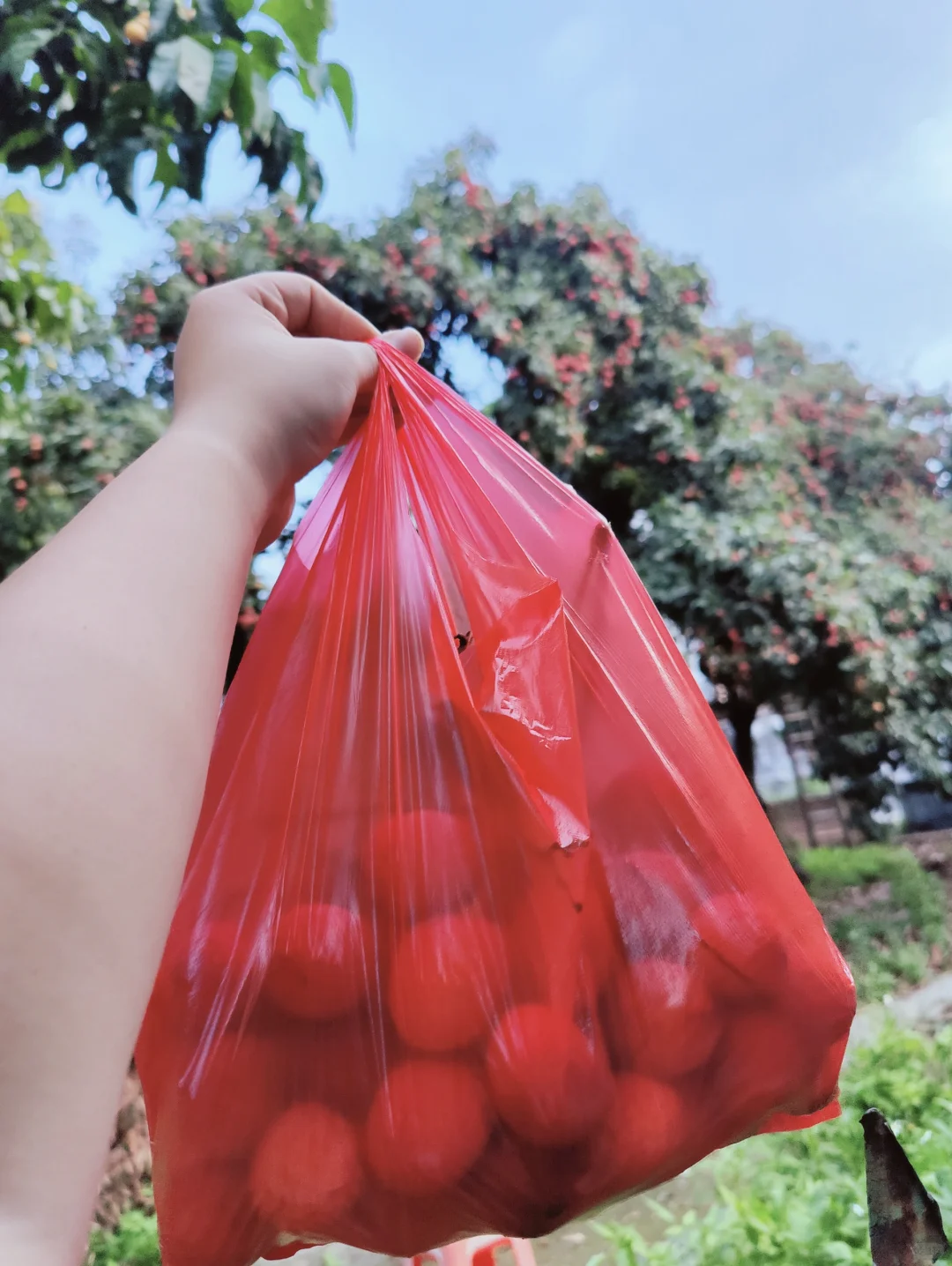 东莞横沥的宝藏荔枝园💗5元1斤！！！