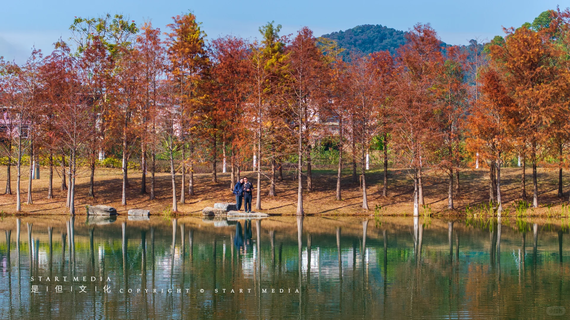 东莞香遇走廊公园的落羽杉