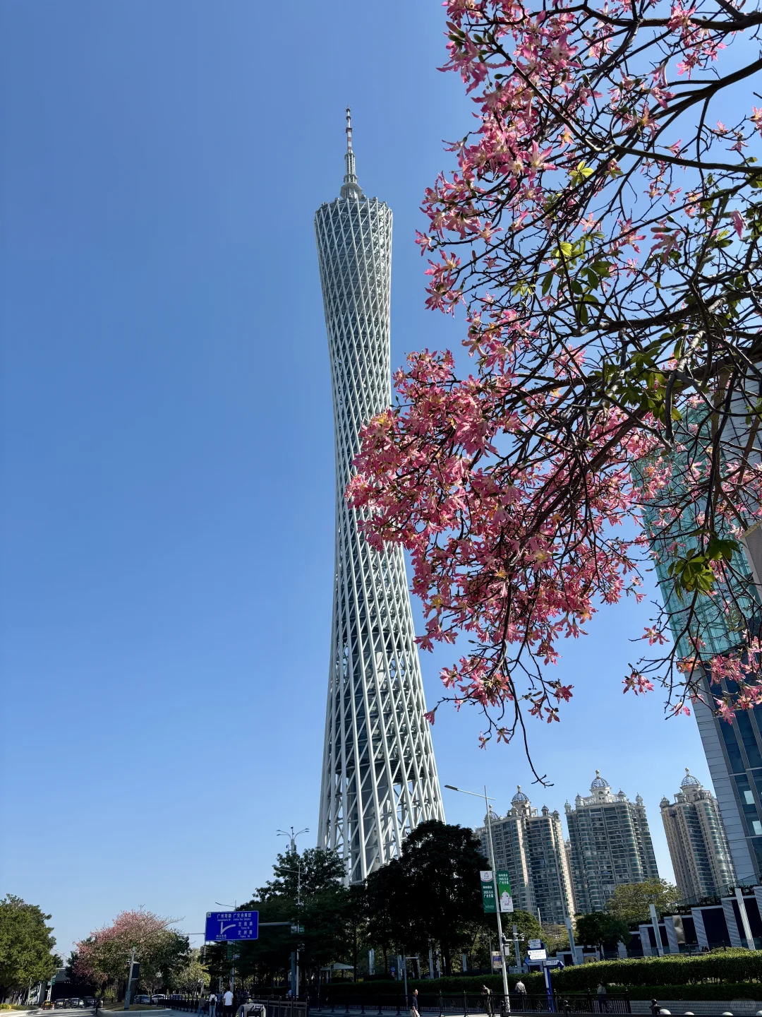 听说广州有开挂的樱花🌸