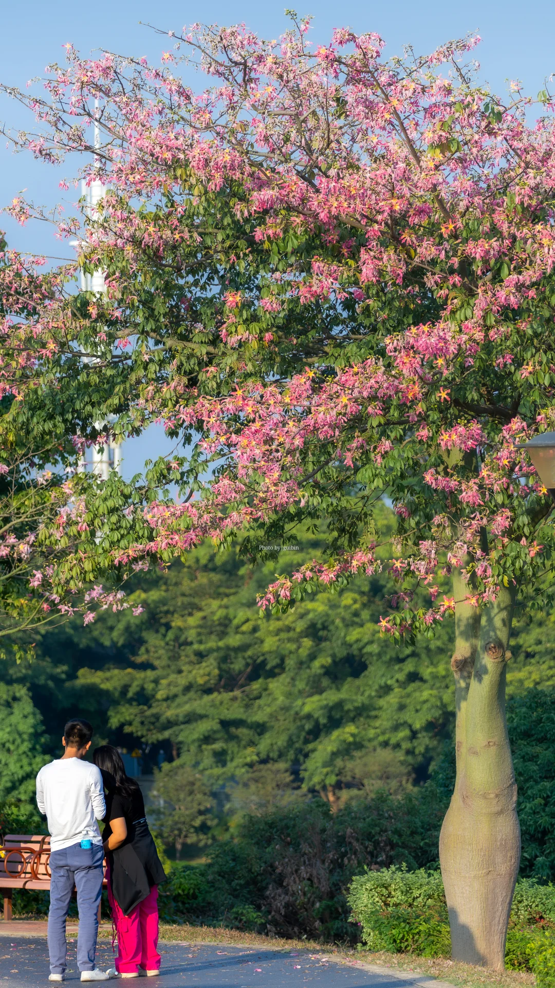 东莞植物园|再不来真的要等明年了
