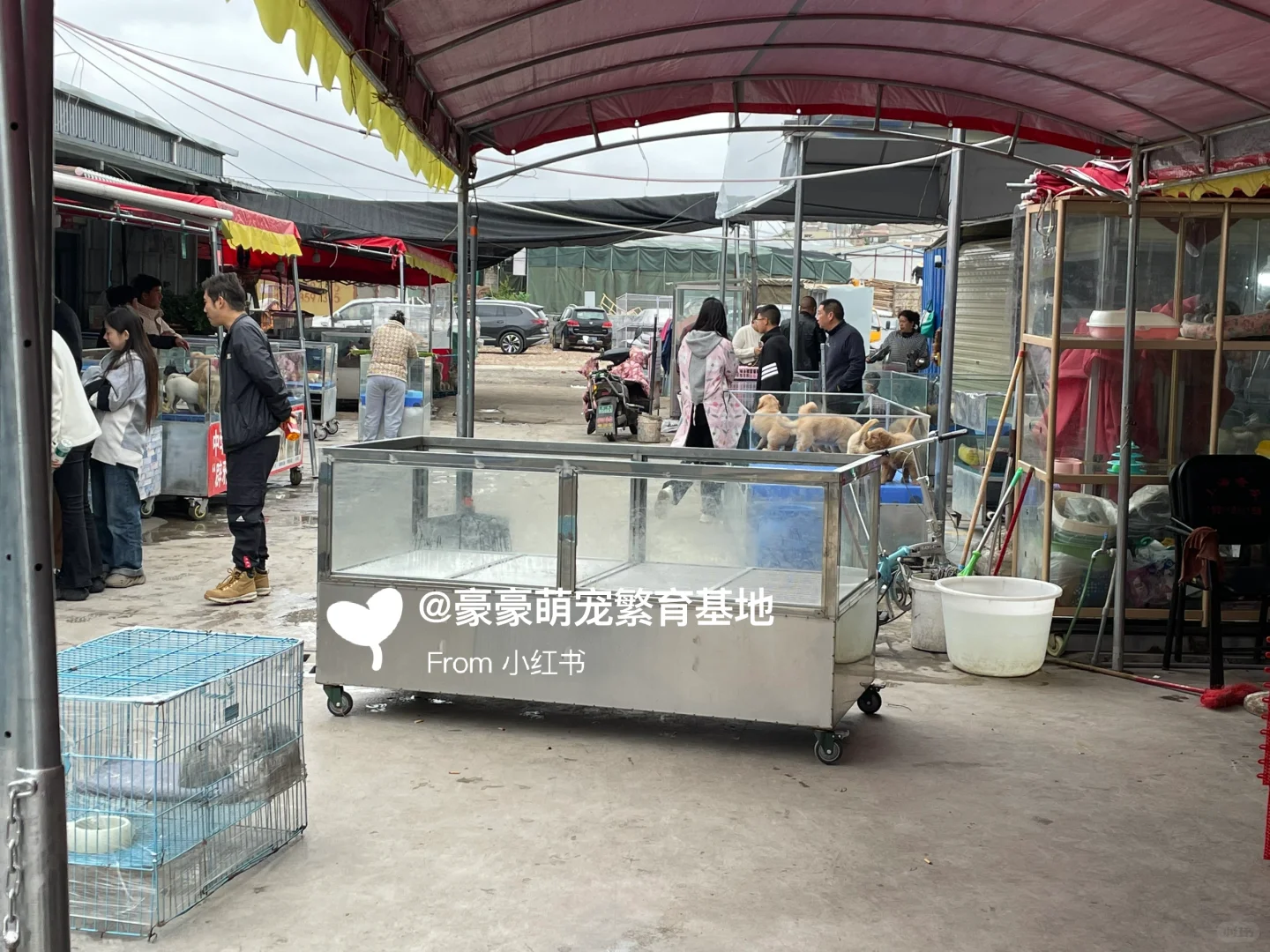 东莞大型宠物市场推荐，猫狗一只也是批发价