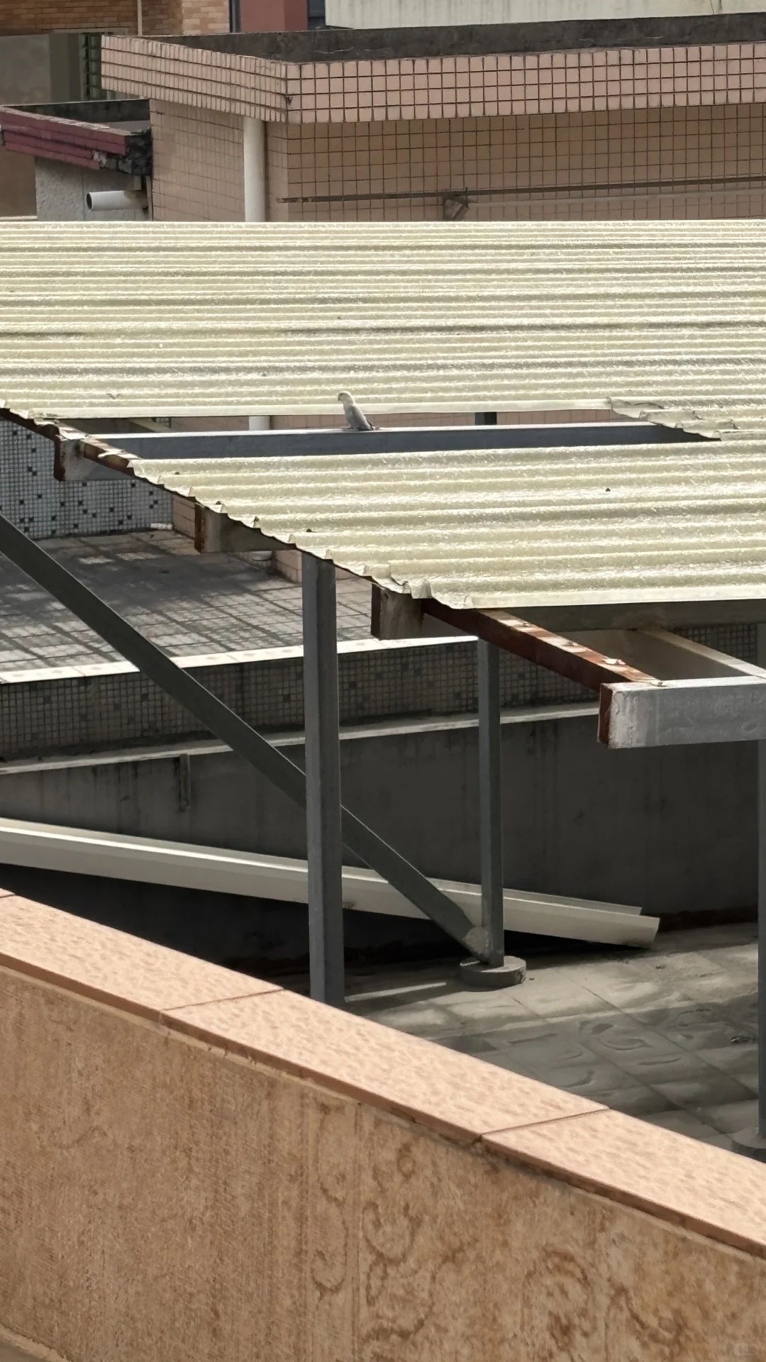 东莞厚街誰的牡丹鹦鹉飞丢了