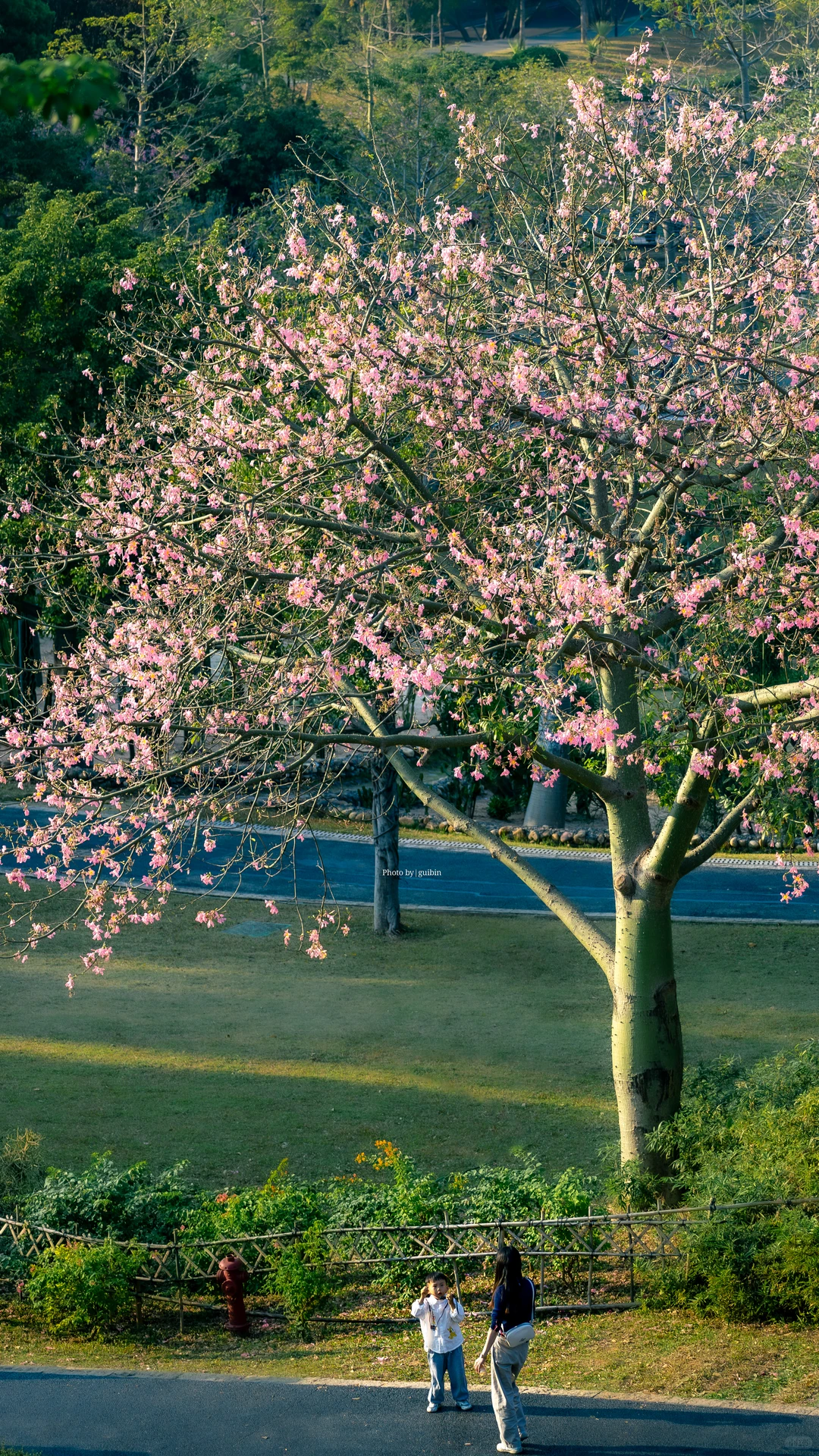 东莞植物园|再不来真的要等明年了