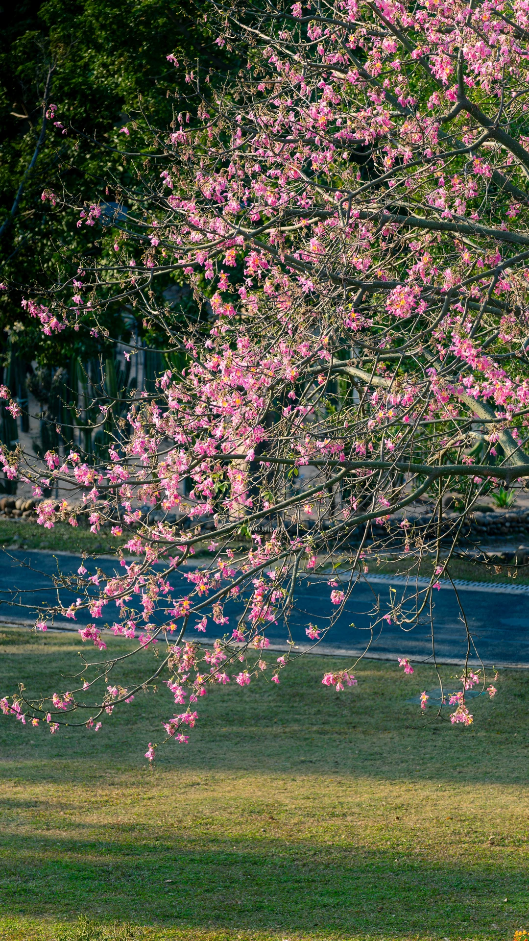 东莞植物园|再不来真的要等明年了