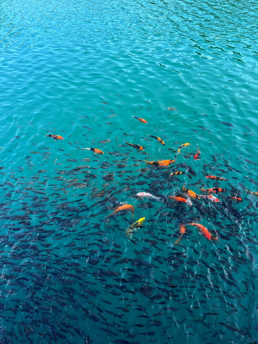 🔥东莞隐藏版“小九寨沟”！水濂山碧玉湖公园