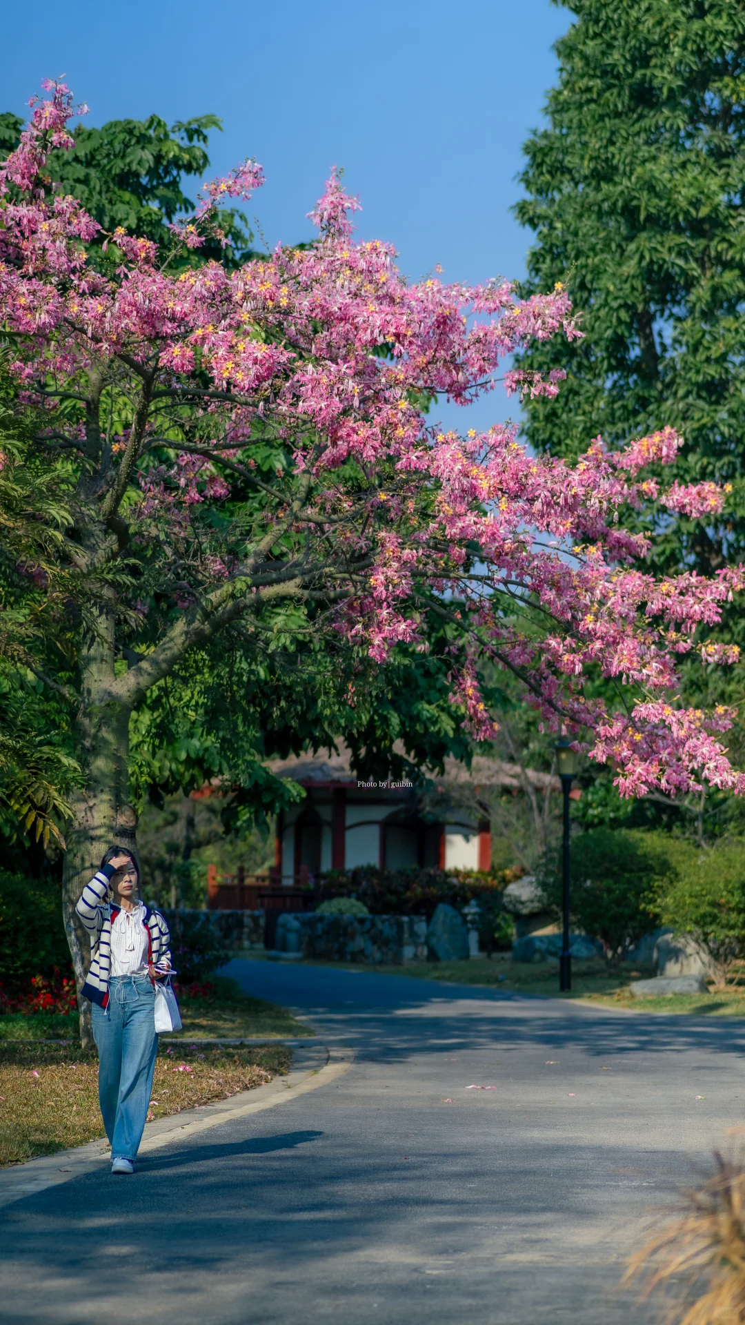 东莞植物园|再不来真的要等明年了