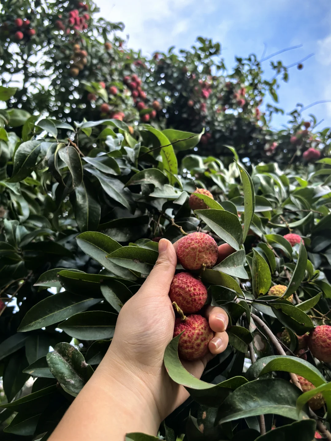 东莞横沥的宝藏荔枝园💗5元1斤！！！