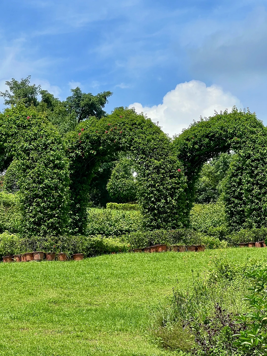 太治愈了！我在东莞找到了现实版绿野仙踪