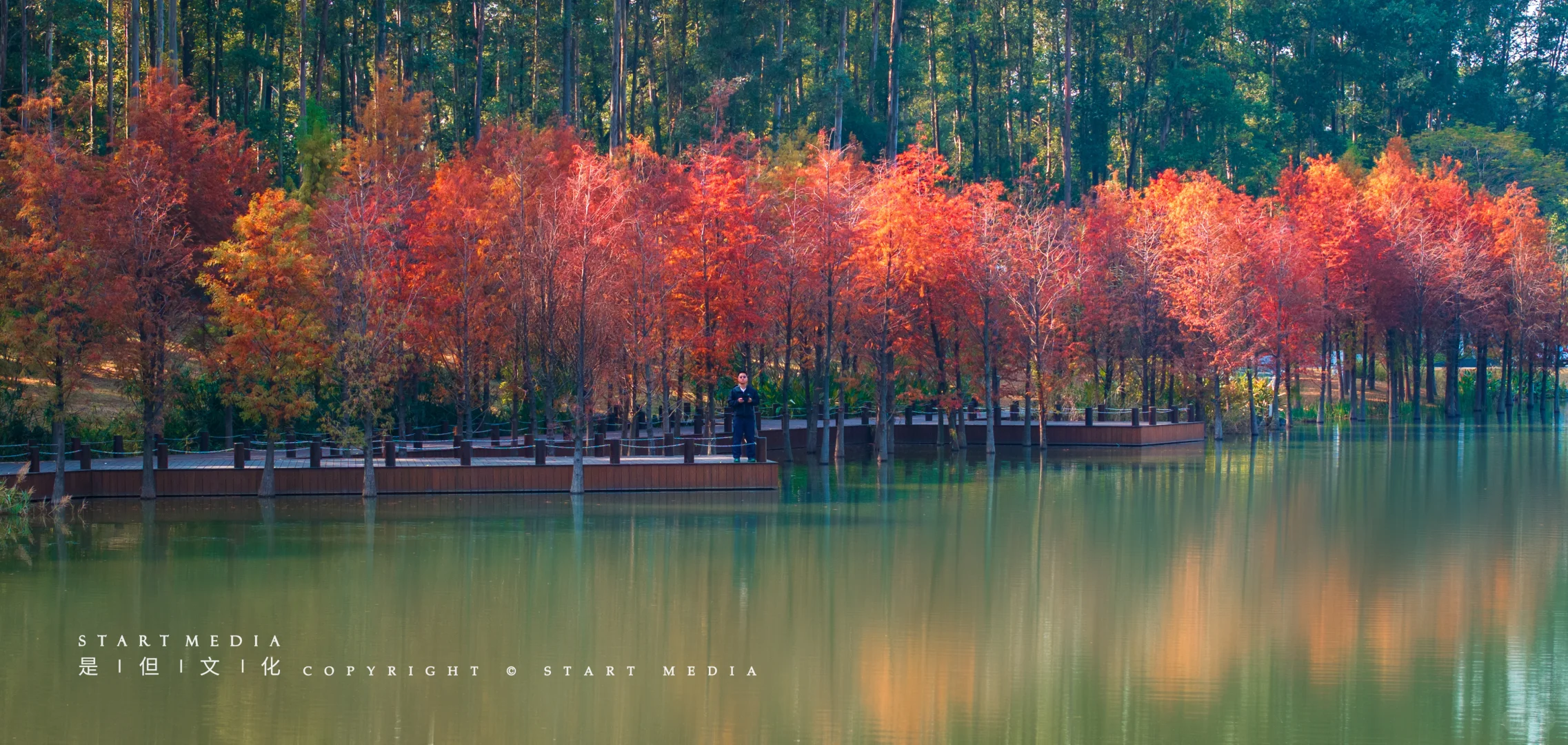 东莞香遇走廊公园的落羽杉