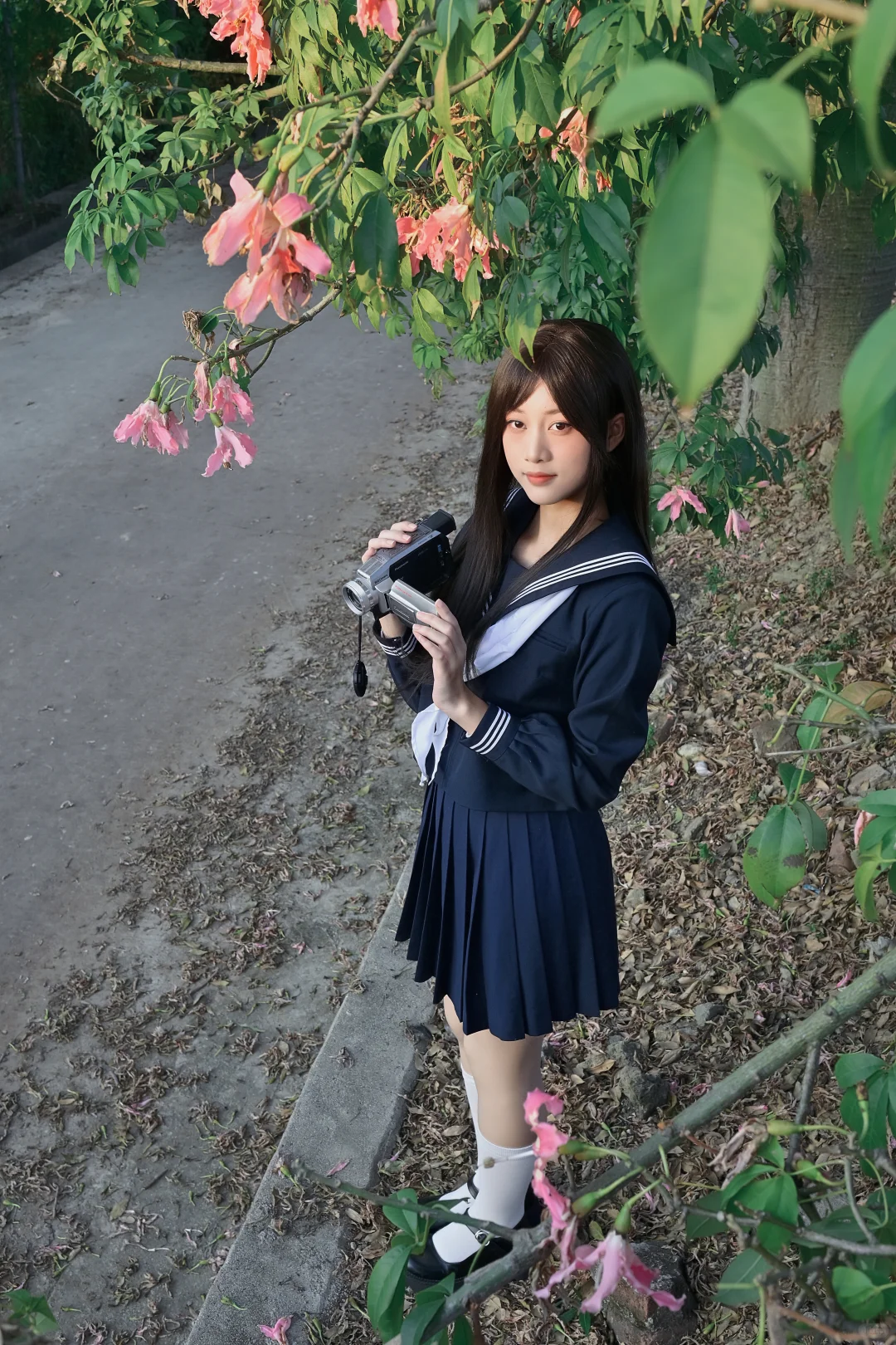 也是赶上异木棉末班车了