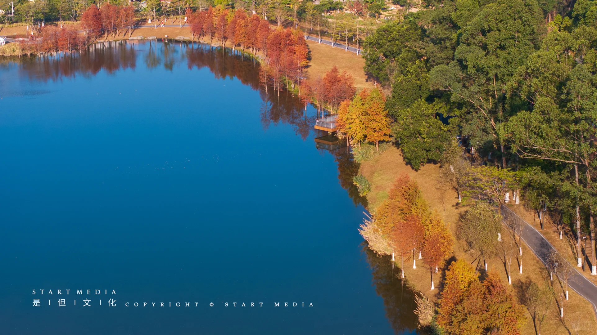 东莞香遇走廊公园的落羽杉