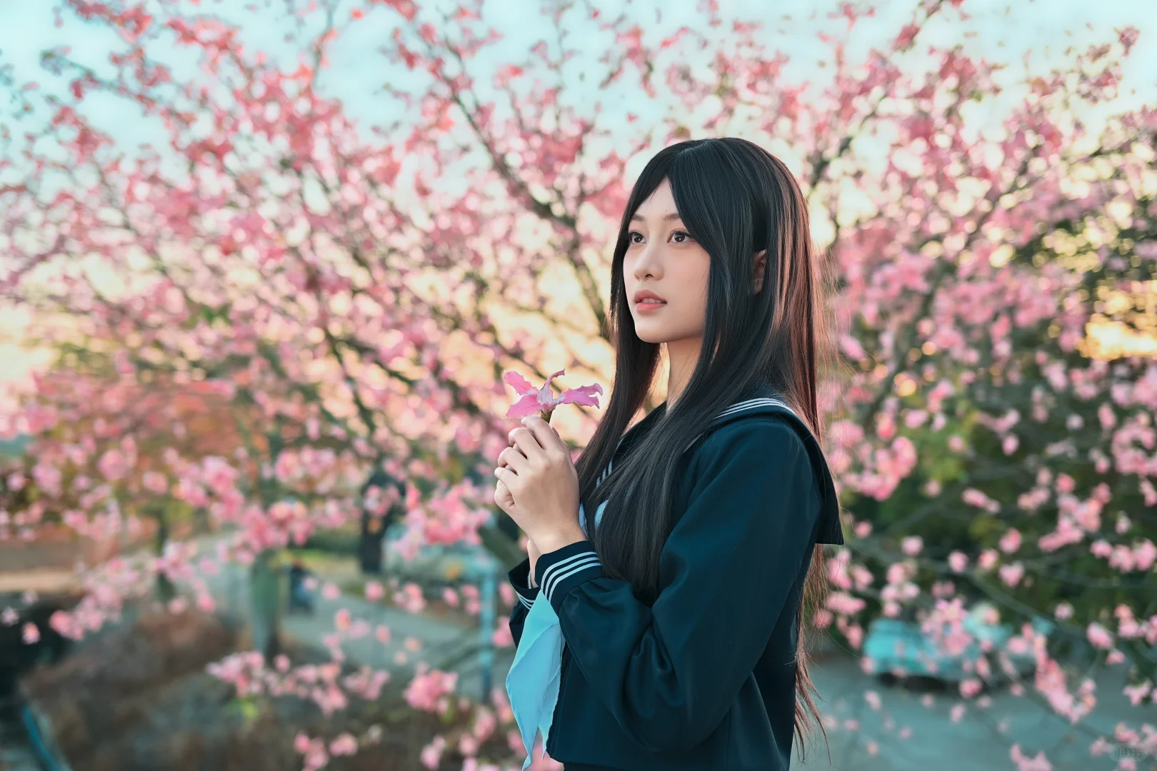 也是赶上异木棉末班车了