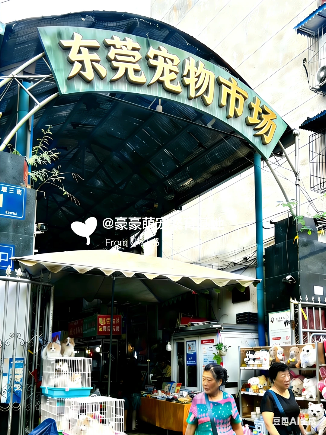 东莞大型宠物市场推荐，猫狗一只也是批发价