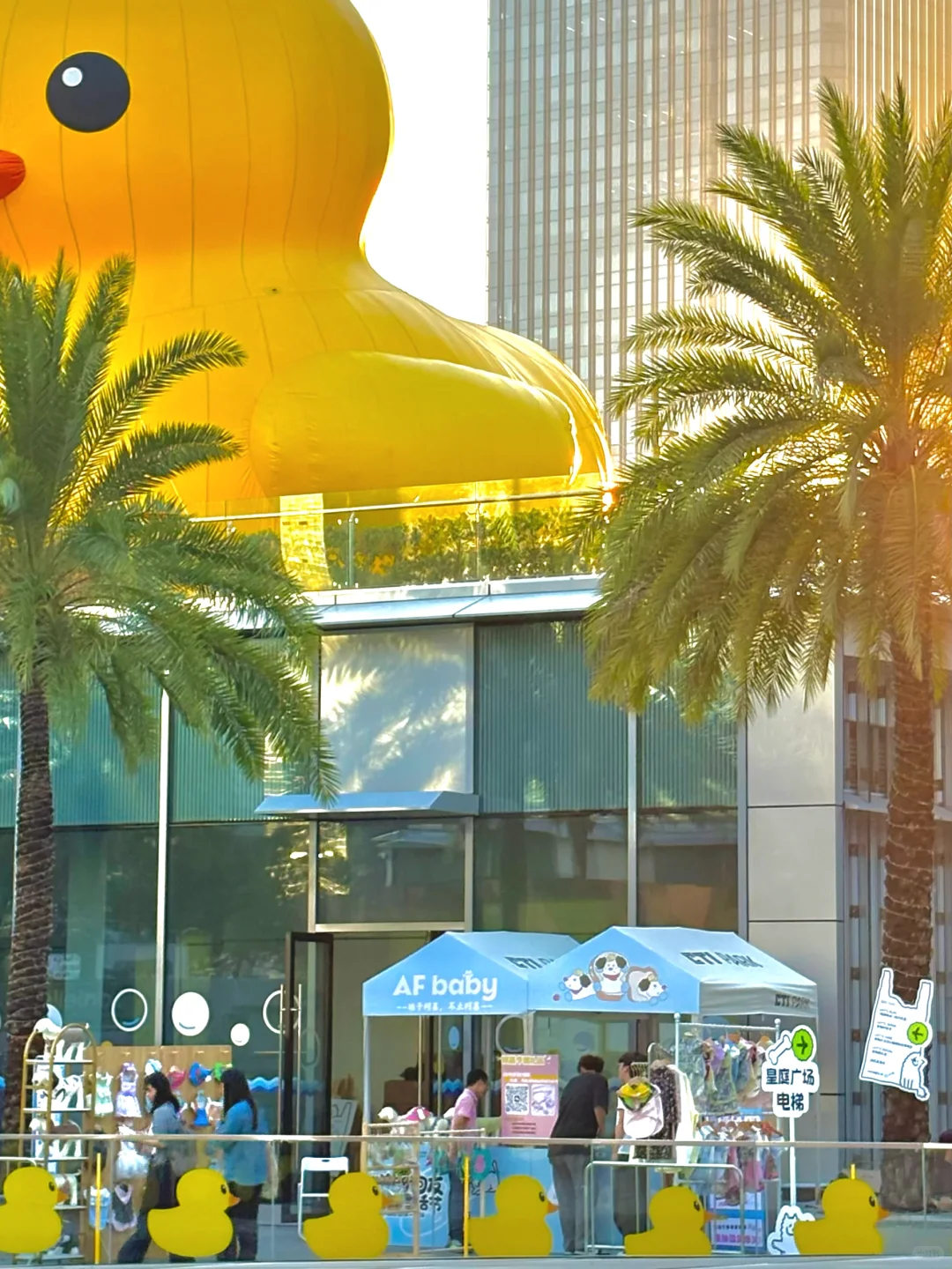 深圳猫朋狗友活动丨AFbaby户外生活节