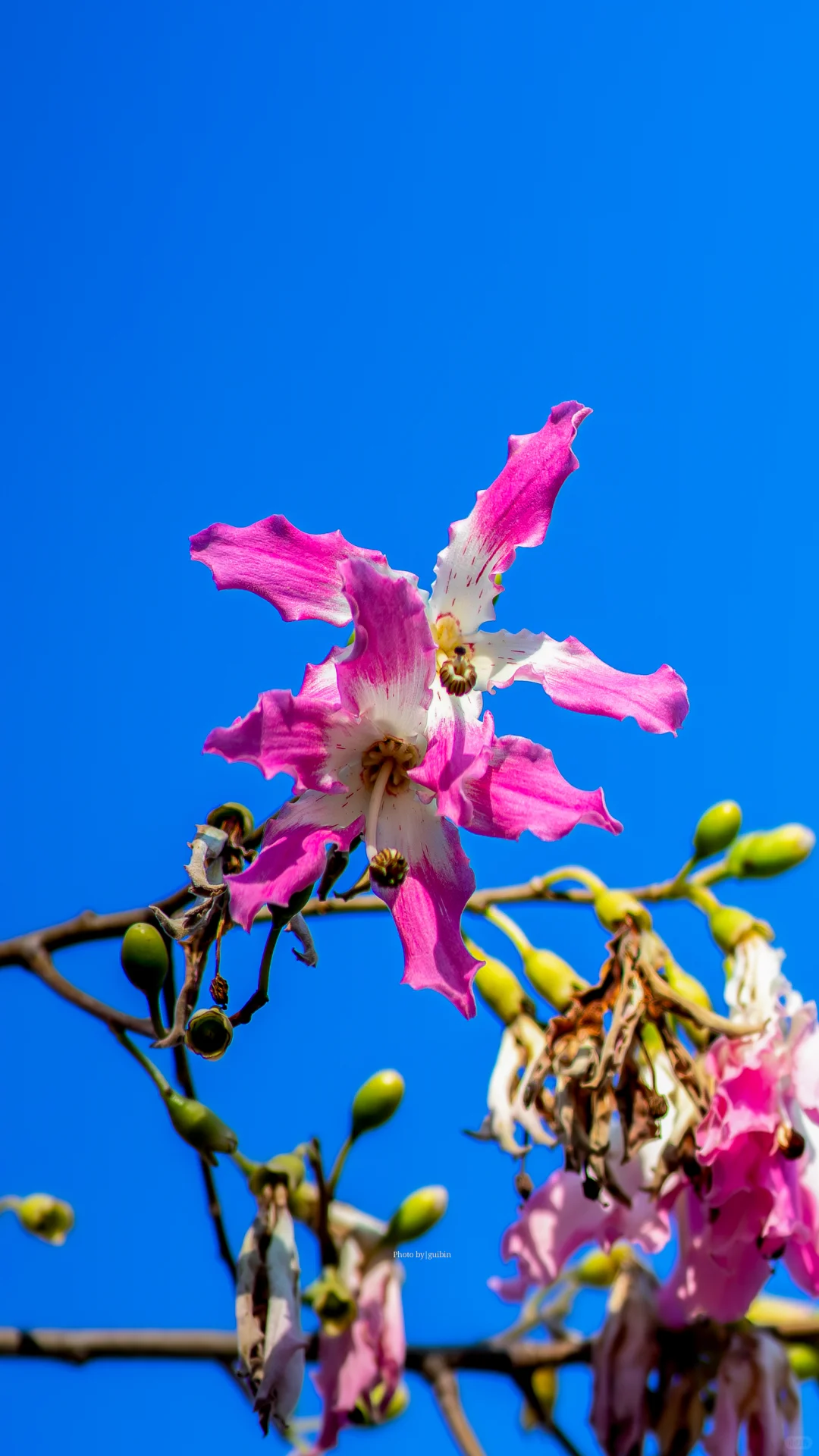 东莞植物园|再不来真的要等明年了