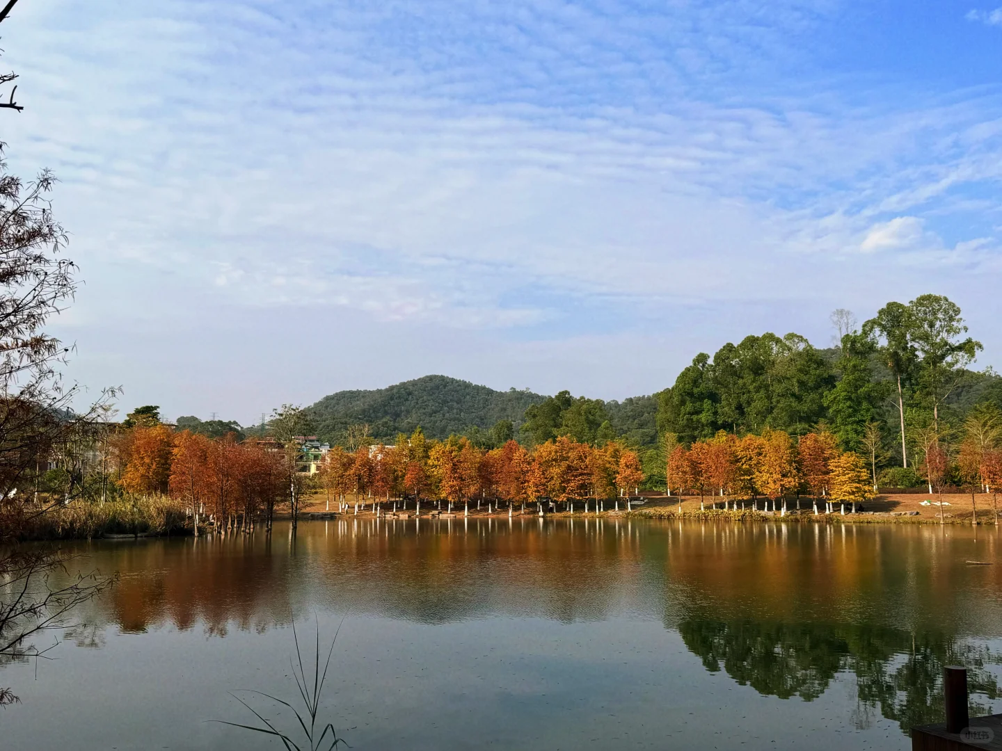 东莞落羽杉红了🍂