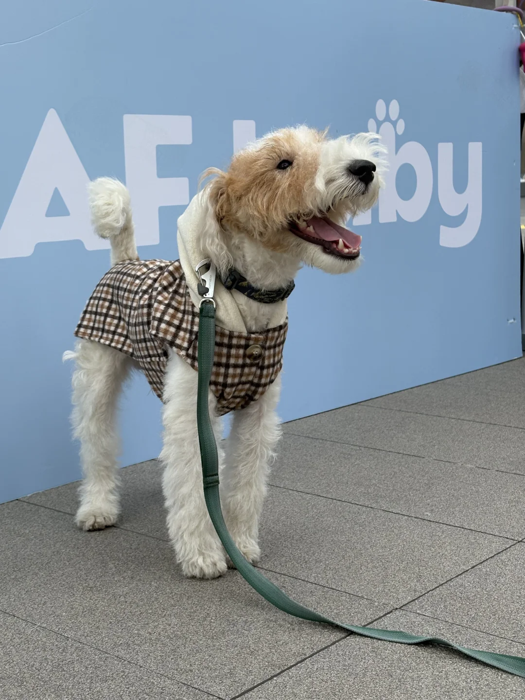 深圳猫朋狗友活动丨AFbaby户外生活节
