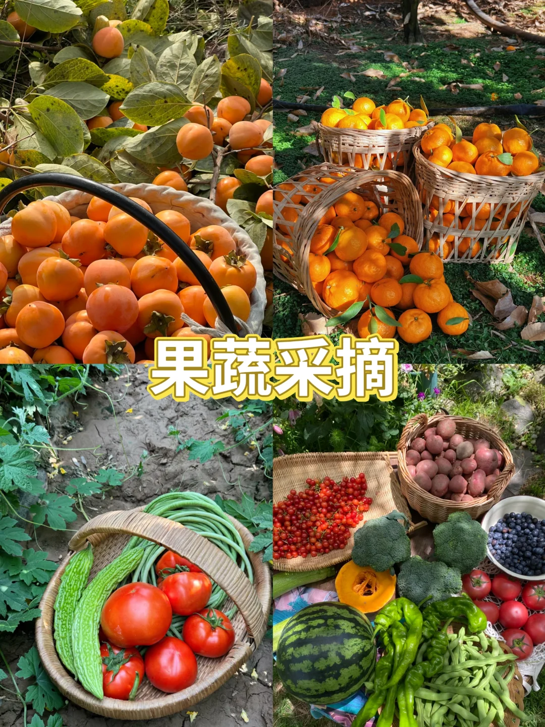 东莞特色小院农家乐🏡人均100➕硬控整天