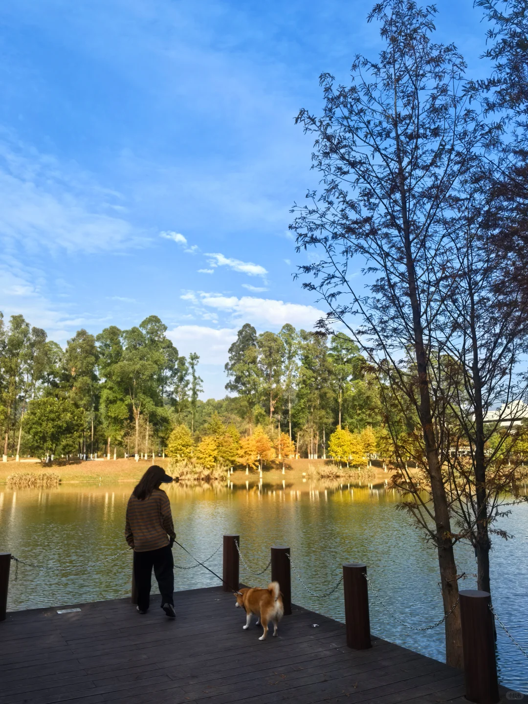 东莞落羽杉红了🍂