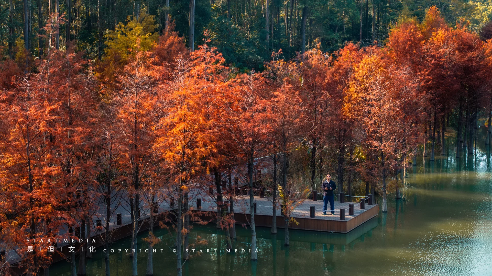 东莞香遇走廊公园的落羽杉