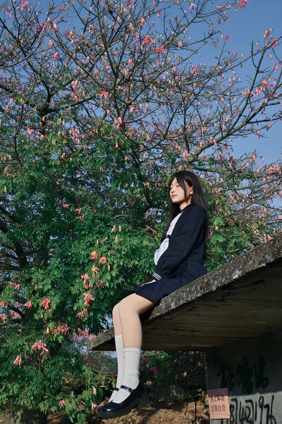 也是赶上异木棉末班车了