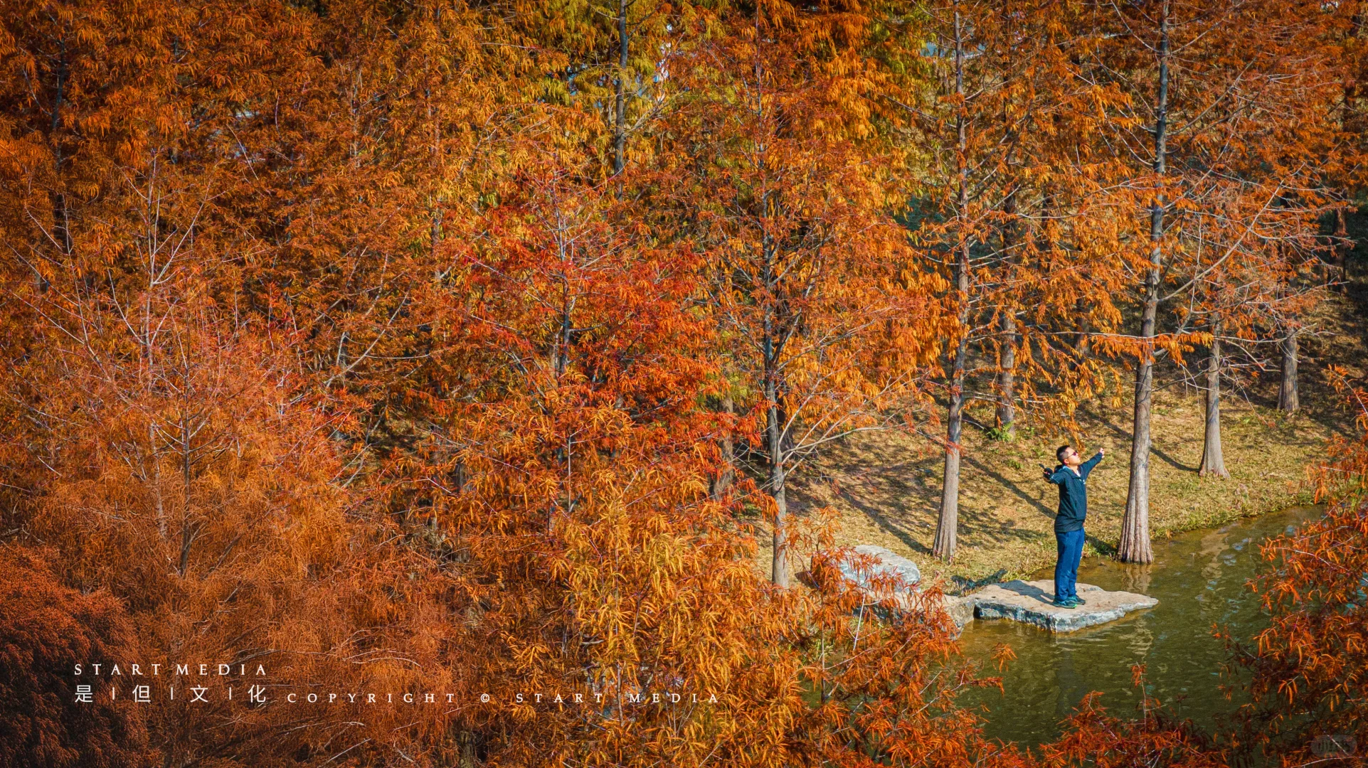 东莞香遇走廊公园的落羽杉