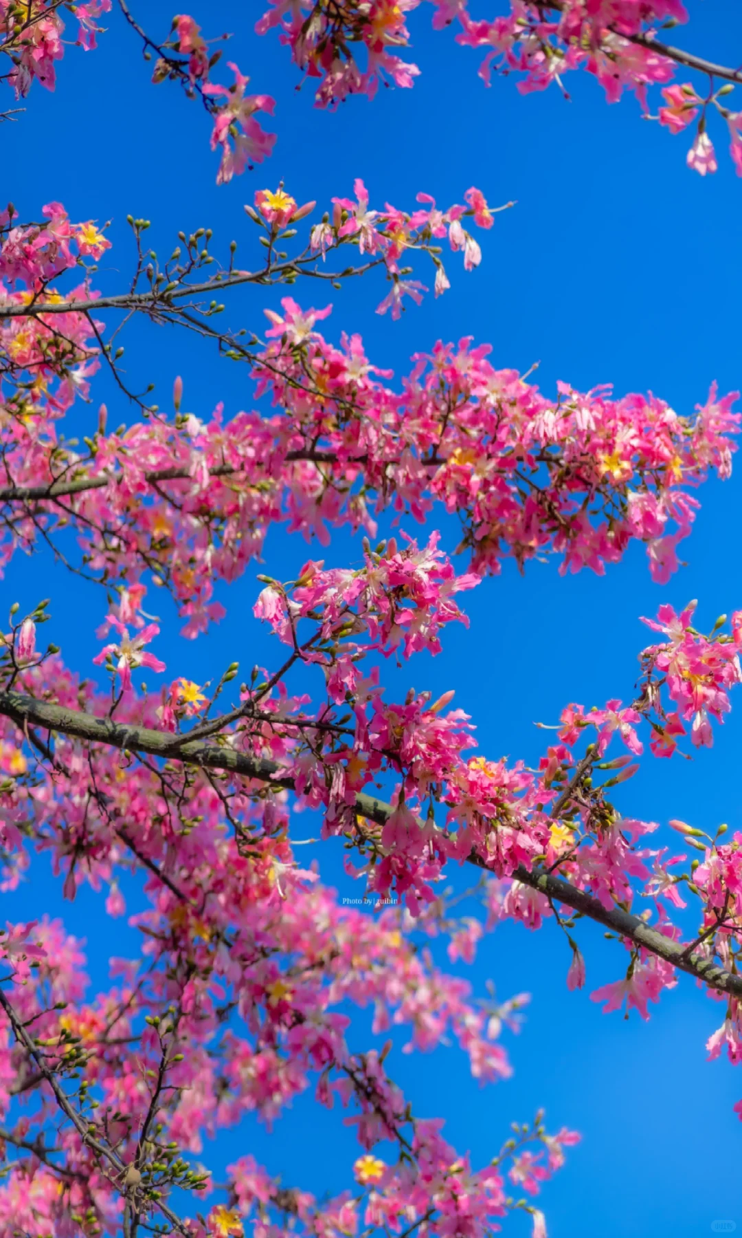 东莞植物园|再不来真的要等明年了
