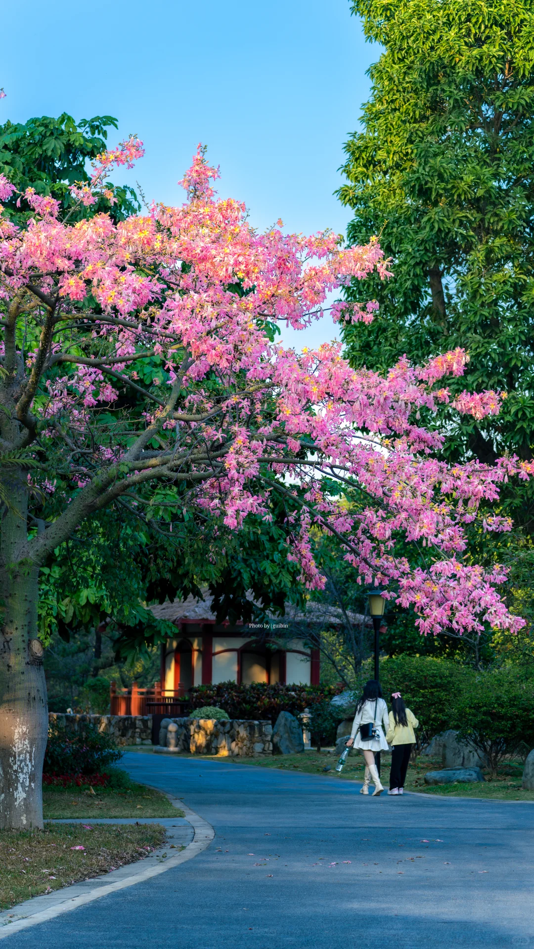 东莞植物园|再不来真的要等明年了
