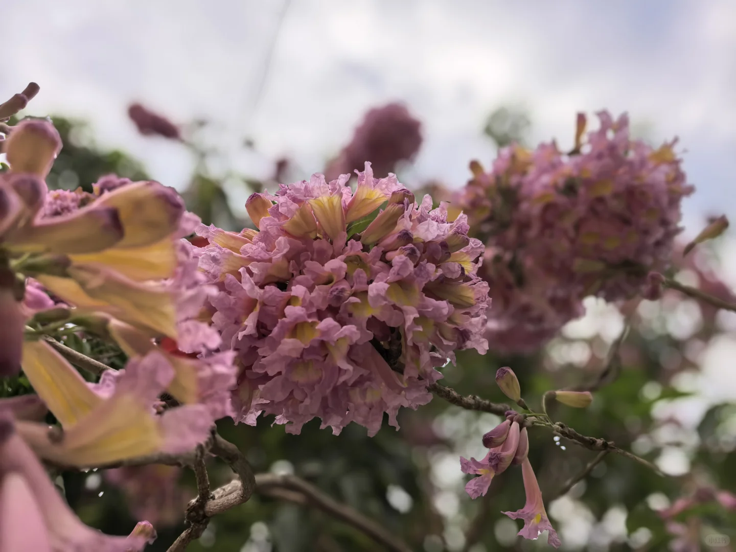 东莞最被低估的美食孤岛！道滘永庆村