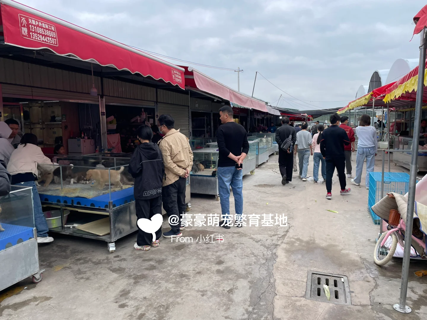 东莞大型宠物市场推荐，猫狗一只也是批发价