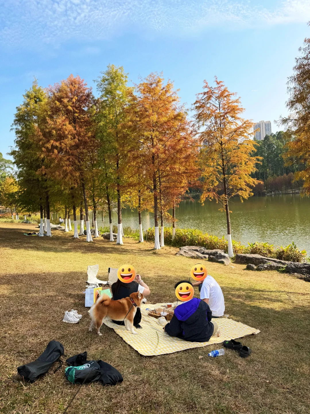 东莞落羽杉红了🍂