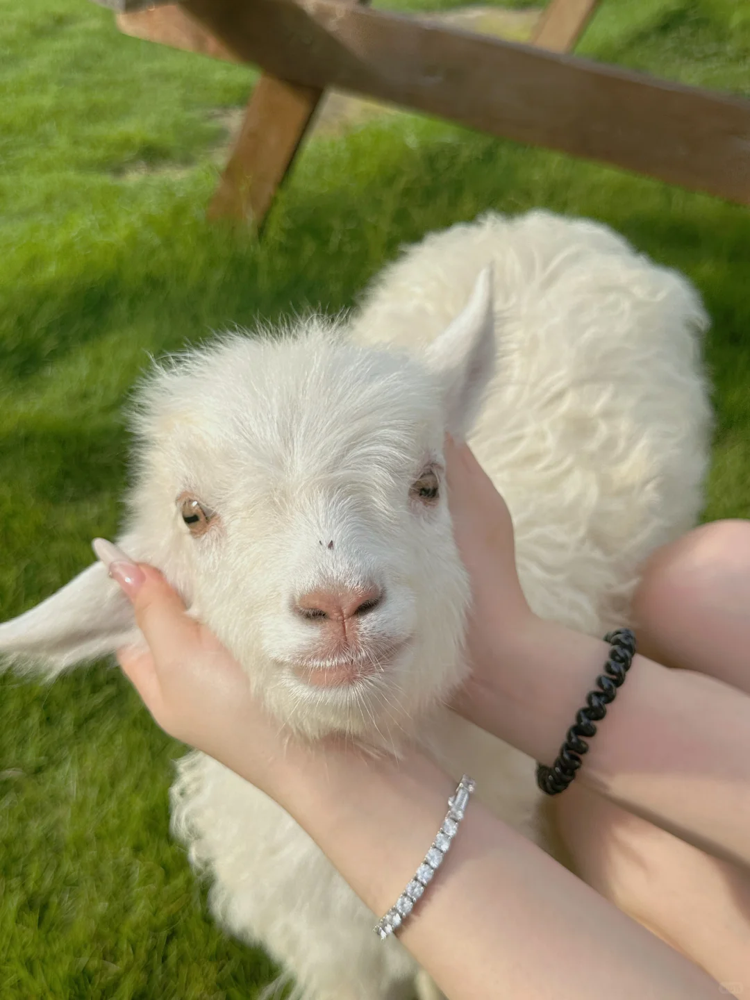 在广州！！我找到青青草原啦！！！